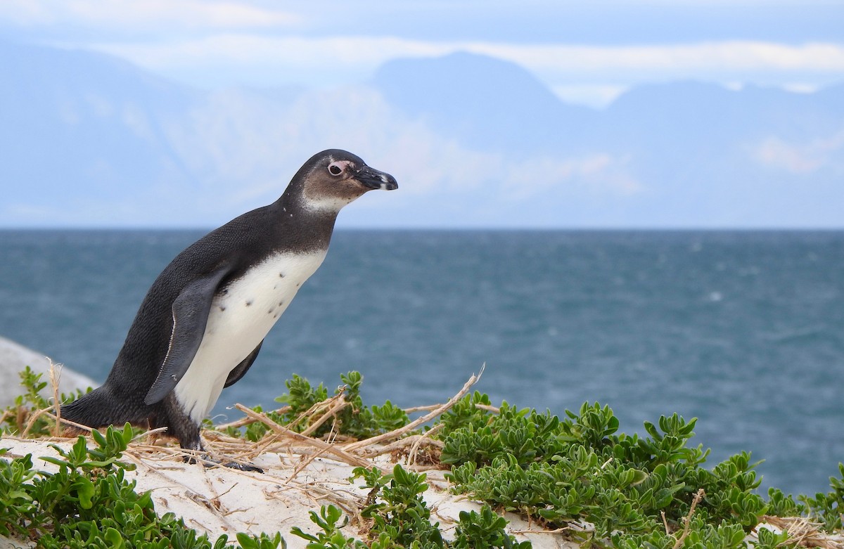 Pingüino de El Cabo - ML166326141