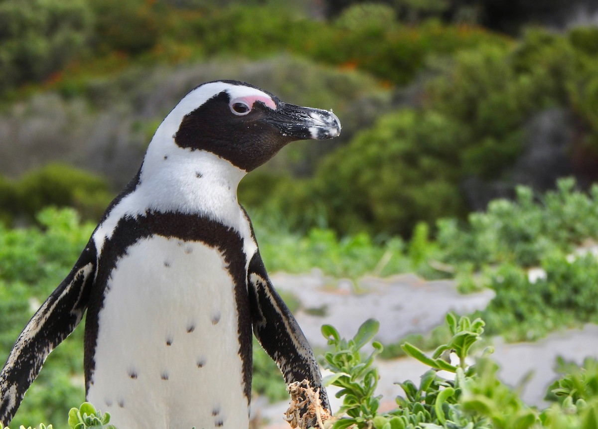 Pingüino de El Cabo - ML166326151