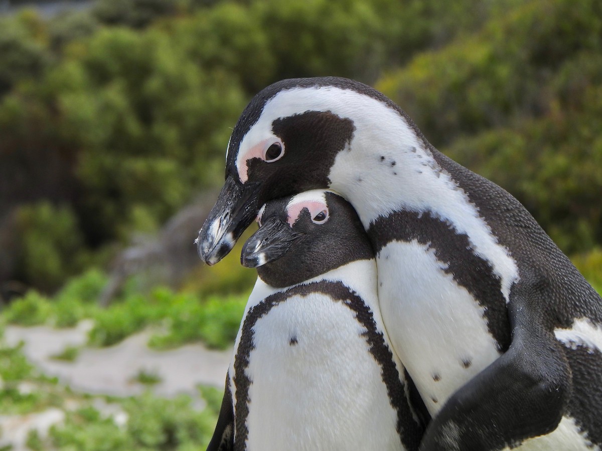 Pingüino de El Cabo - ML166326171