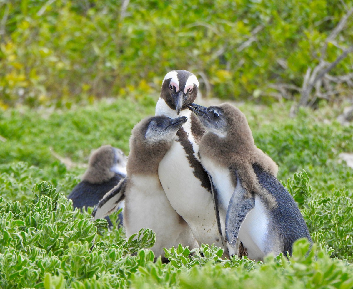 Pingüino de El Cabo - ML166326521
