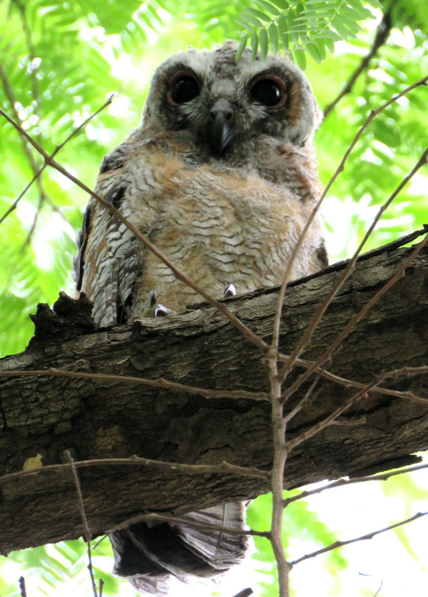 Mottled Wood-Owl - ML166326711