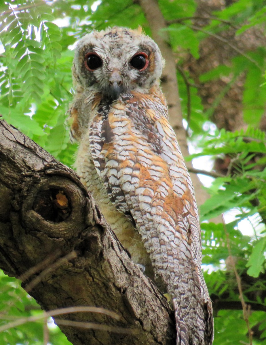 Mottled Wood-Owl - ML166326731