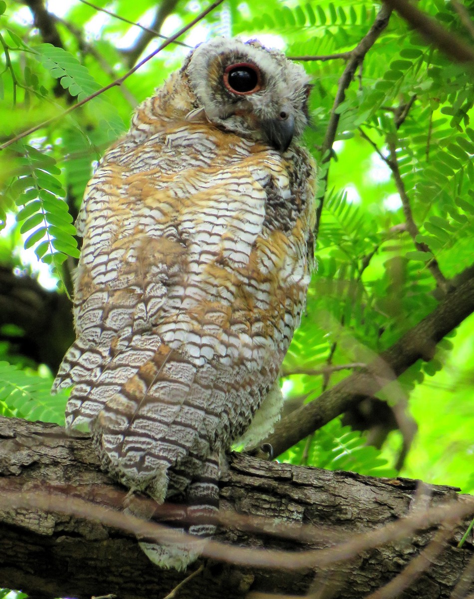 Mottled Wood-Owl - ML166326761