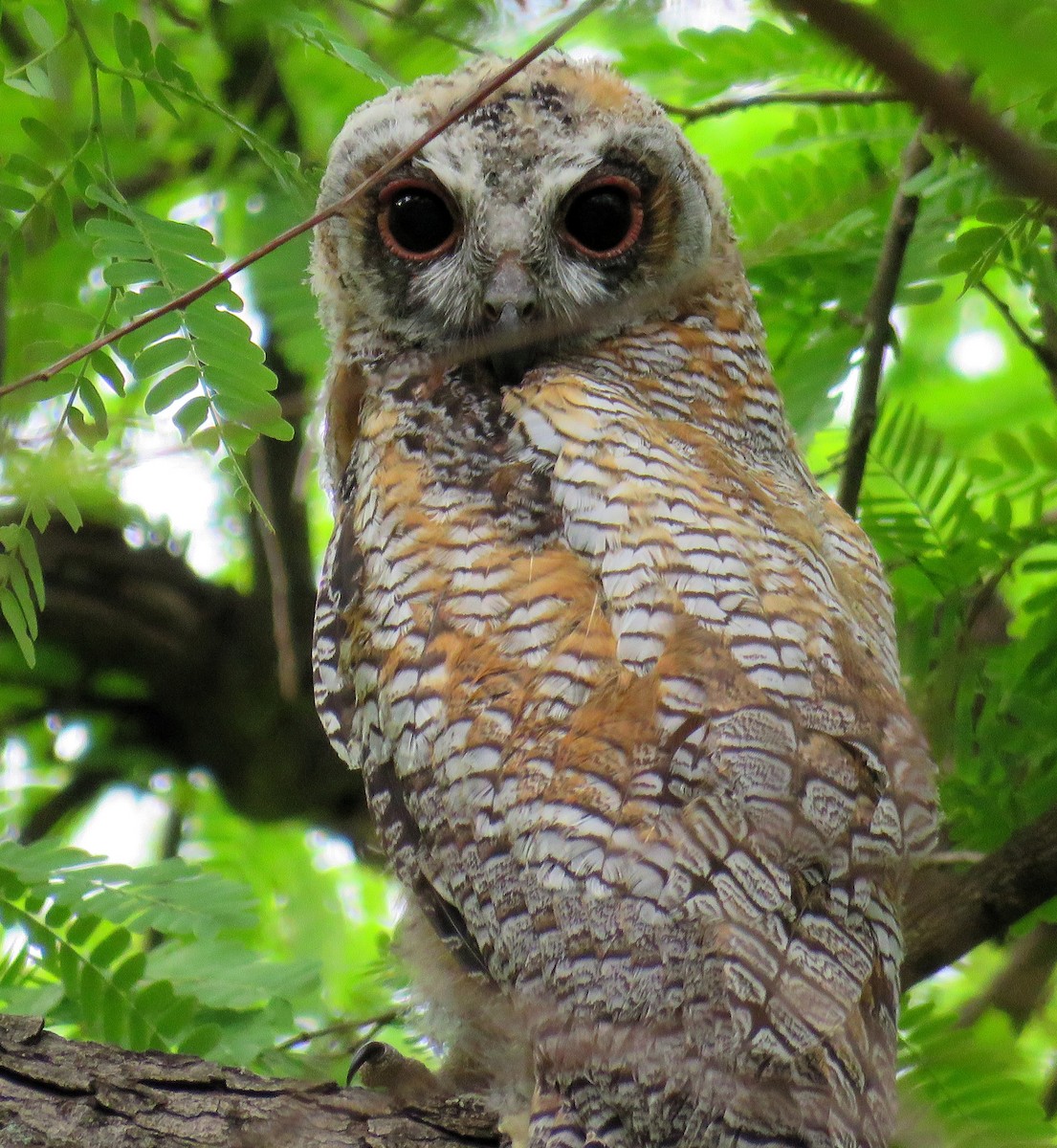 Mottled Wood-Owl - ML166326771