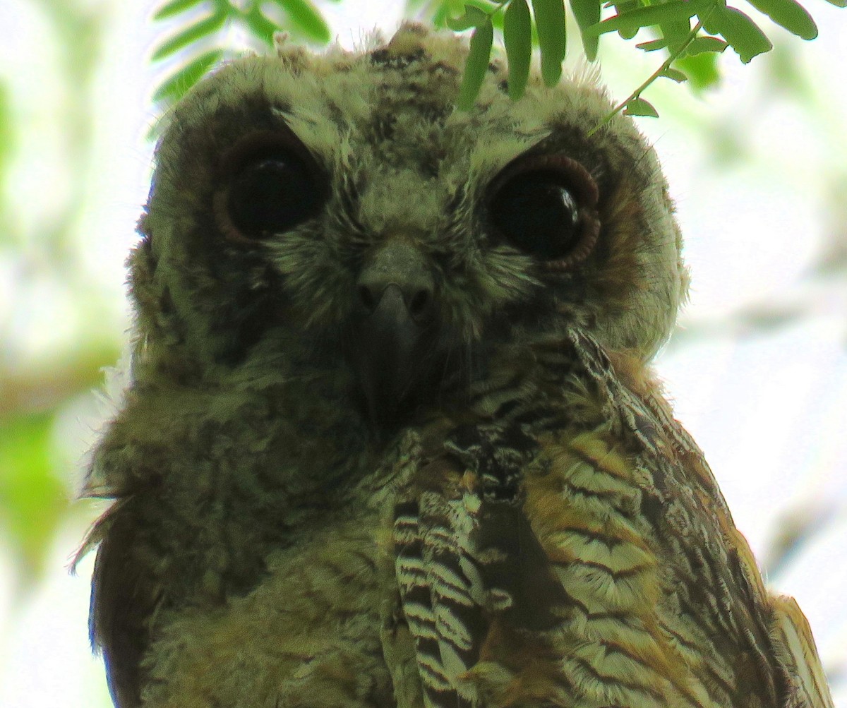 Mottled Wood-Owl - Santharam V