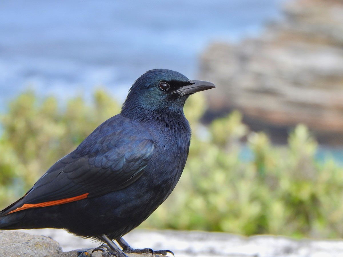 Red-winged Starling - ML166327021