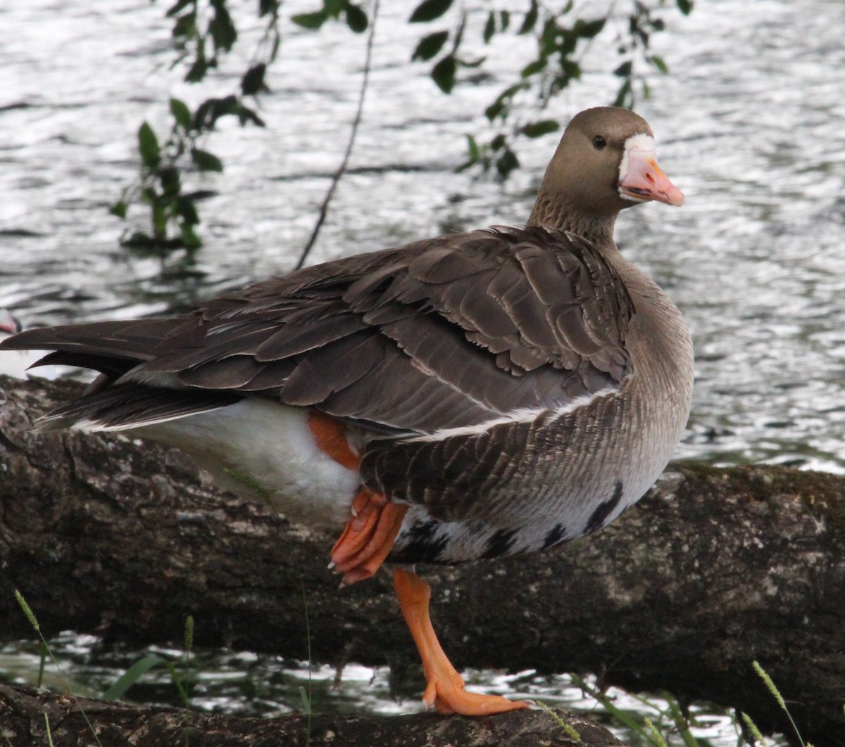 Greater White-fronted Goose - ML166328831