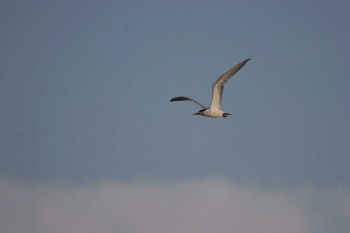 Great Crested Tern - ML166334151