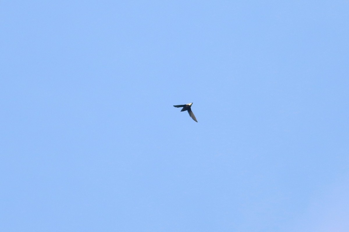 Brown-backed Needletail - ML166337171