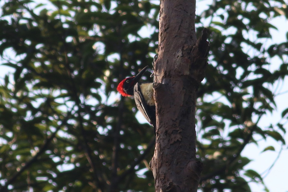 White-bellied Woodpecker - ML166337201