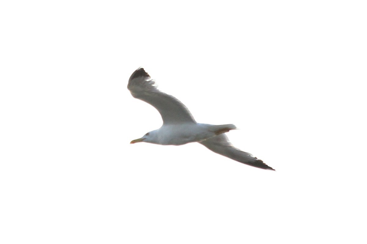 Yellow-legged Gull - ML166337641