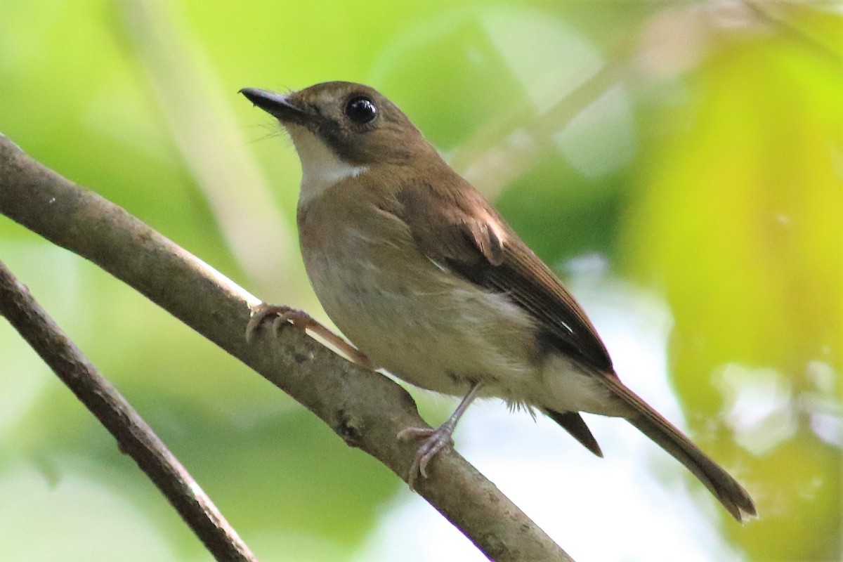 Gray-chested Jungle Flycatcher - ML166338011