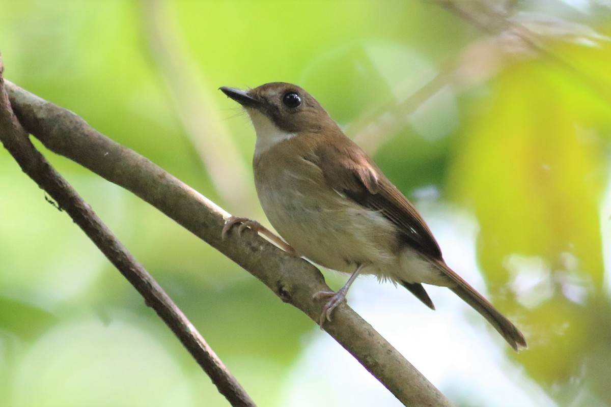 Gray-chested Jungle Flycatcher - ML166338021