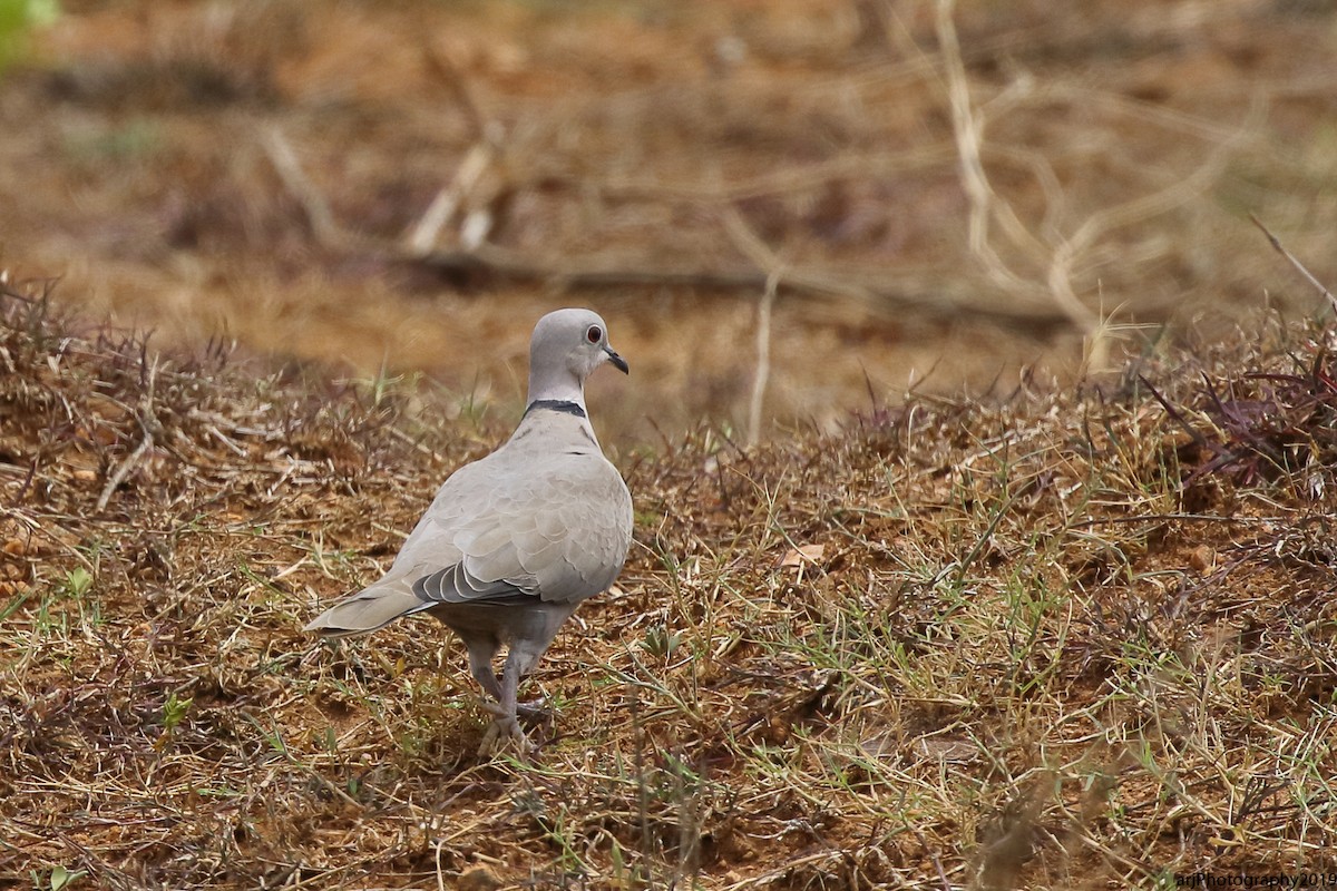Eurasian Collared-Dove - ML166339301