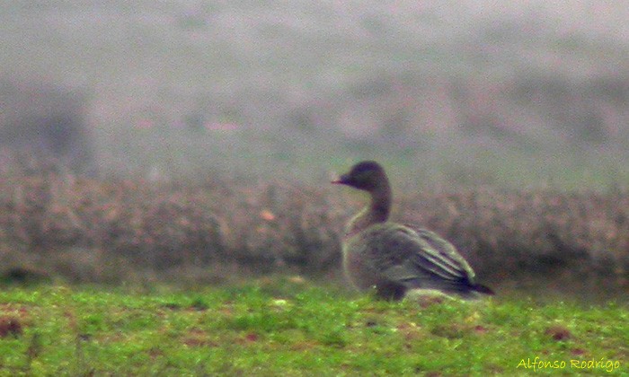Pink-footed Goose - ML166340751