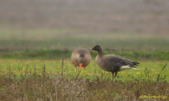 Pink-footed Goose - ML166340791