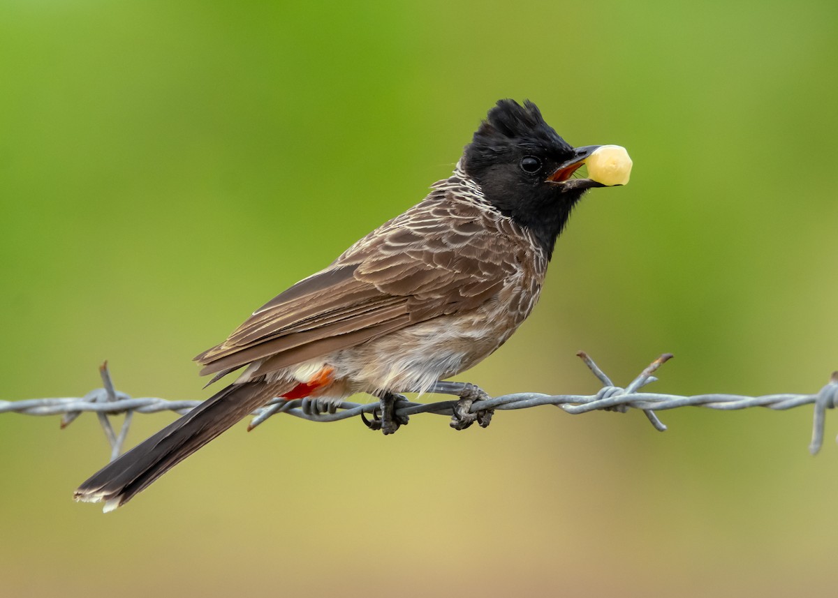 Red-vented Bulbul - ML166341371