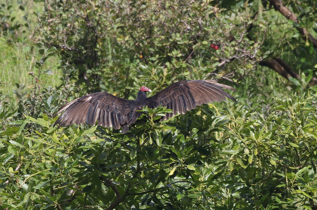 Turkey Vulture - William Hull