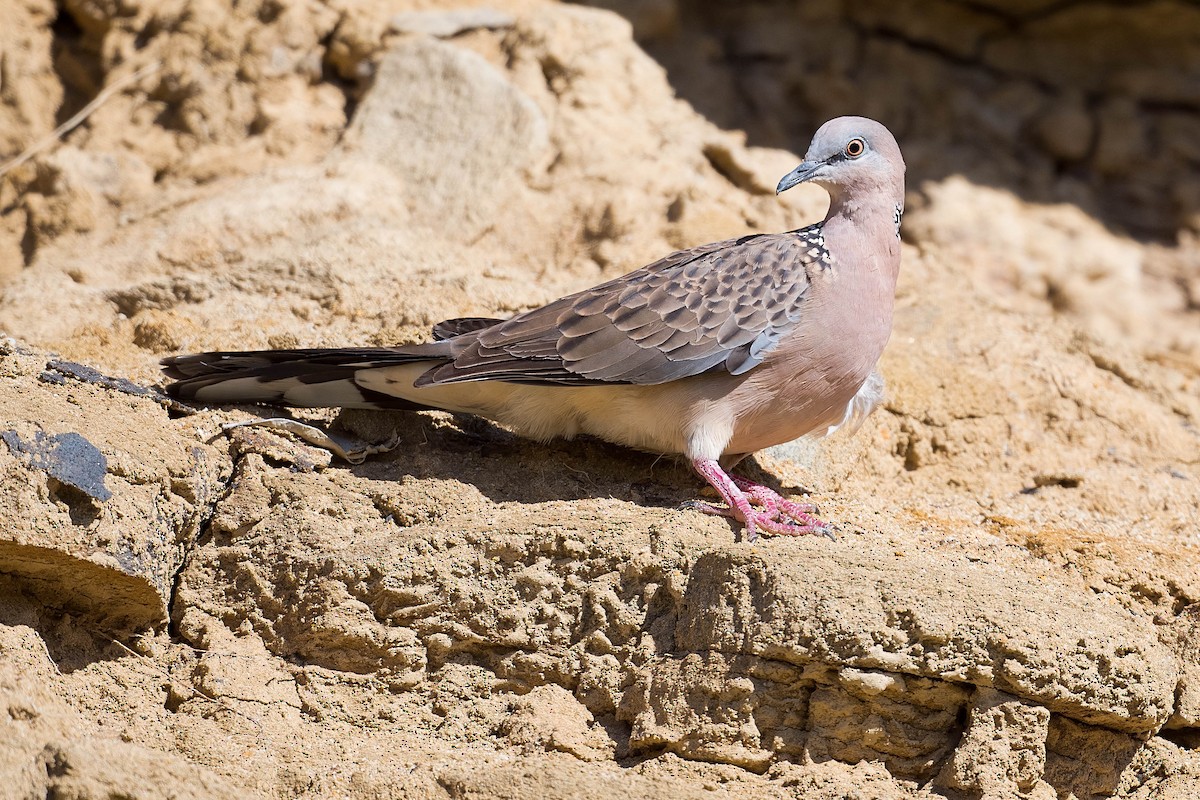 Spotted Dove - ML166347911
