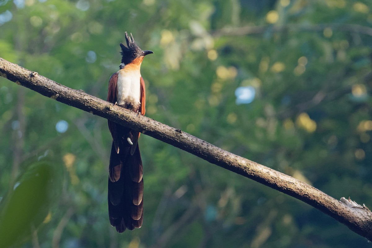 Chestnut-winged Cuckoo - Vincent Wang