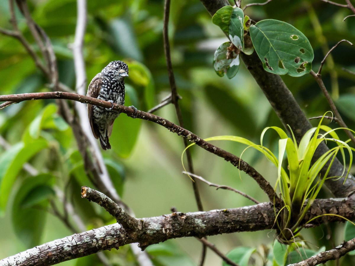 Speckle-chested Piculet - Nick Athanas