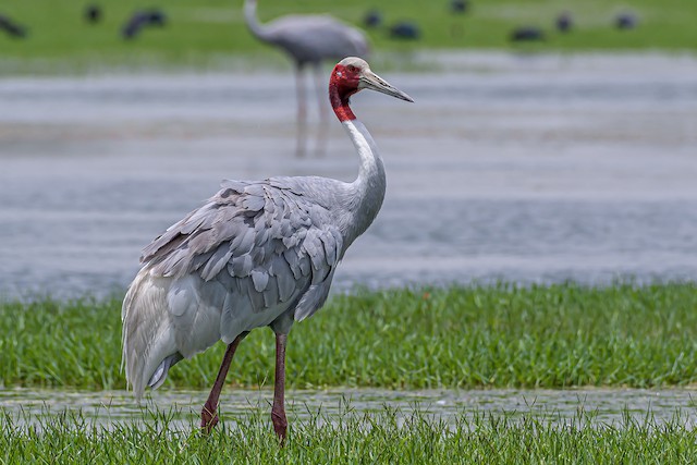 Common Crane - eBird