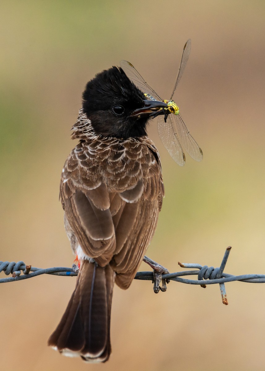Red-vented Bulbul - ML166353211