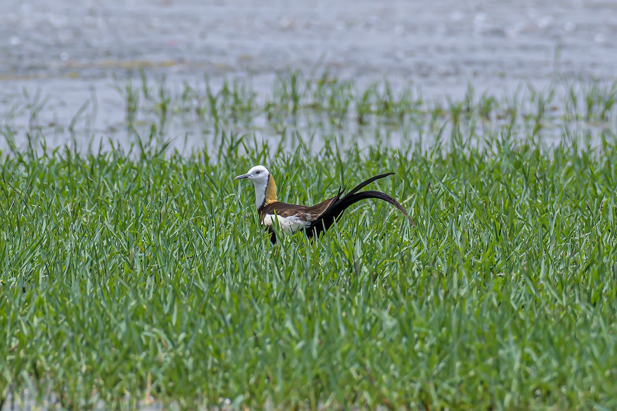 Pheasant-tailed Jacana - Nitin Chandra