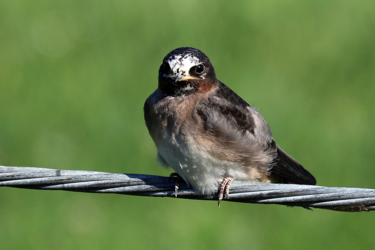 swallow sp. - Colin Sumrall