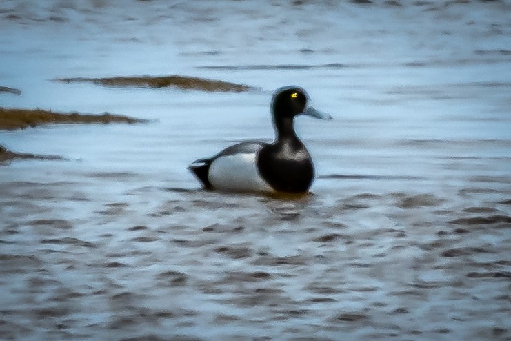 Greater Scaup - James Hoagland