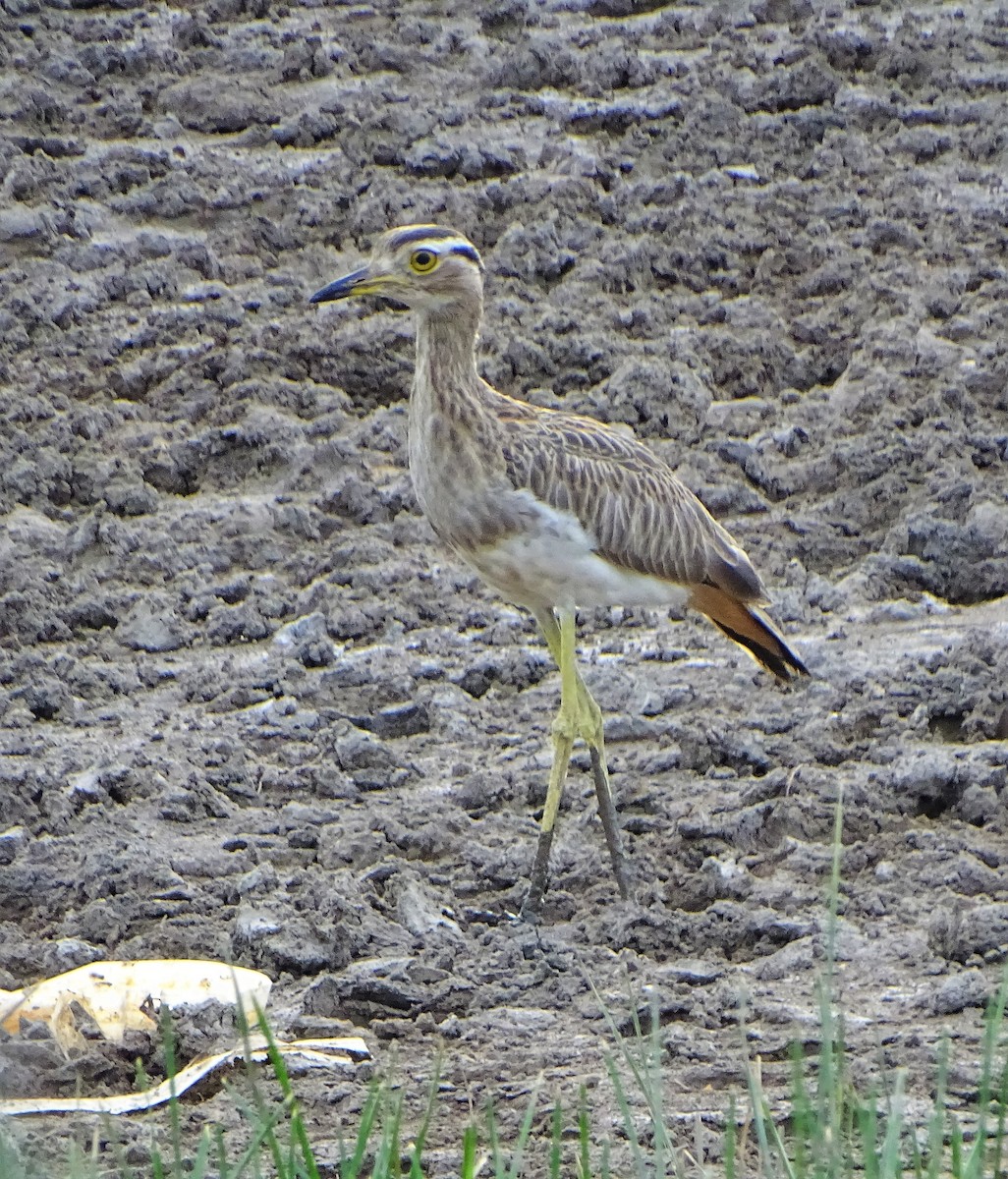 Double-striped Thick-knee - ML166360541