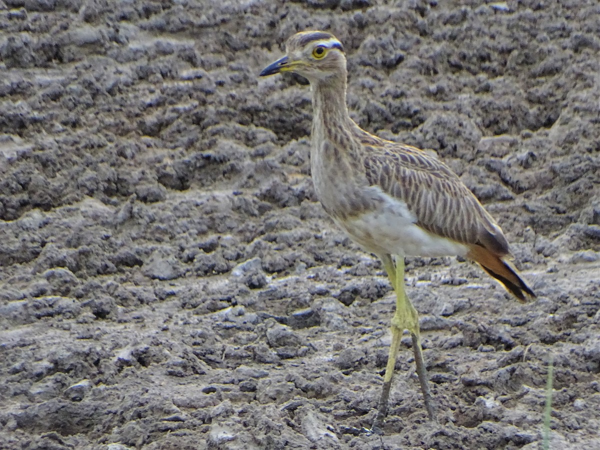 Double-striped Thick-knee - Alfonso Auerbach