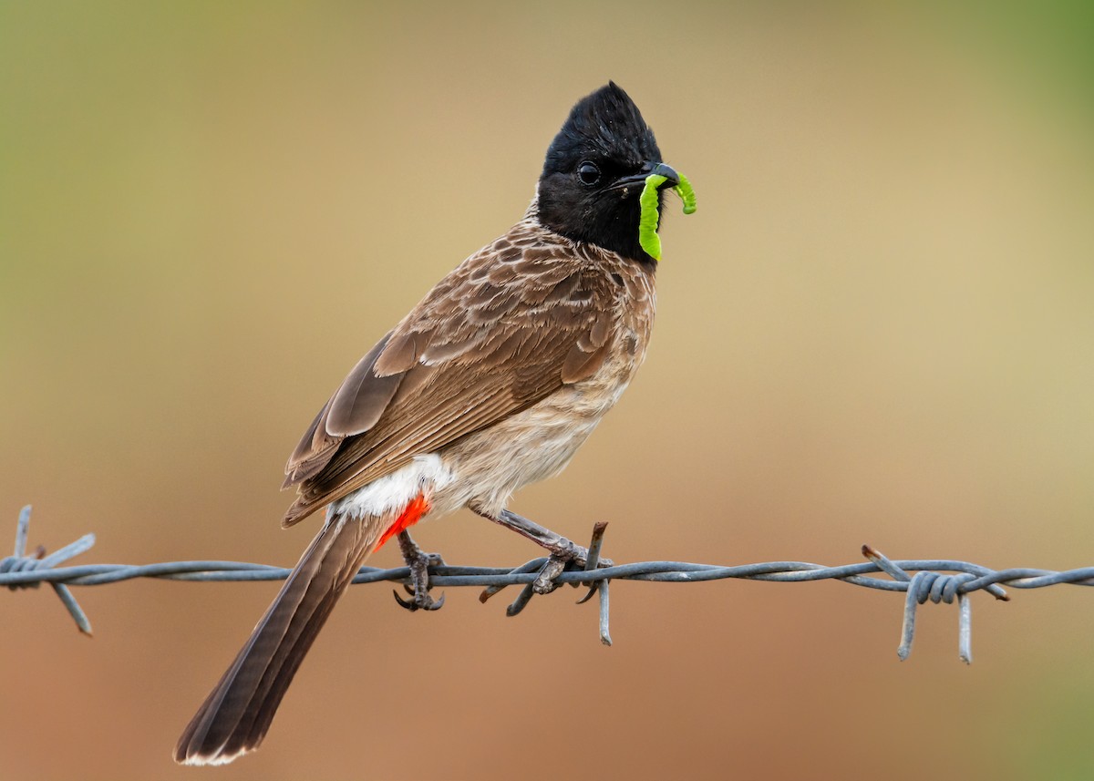 Red-vented Bulbul - ML166362181