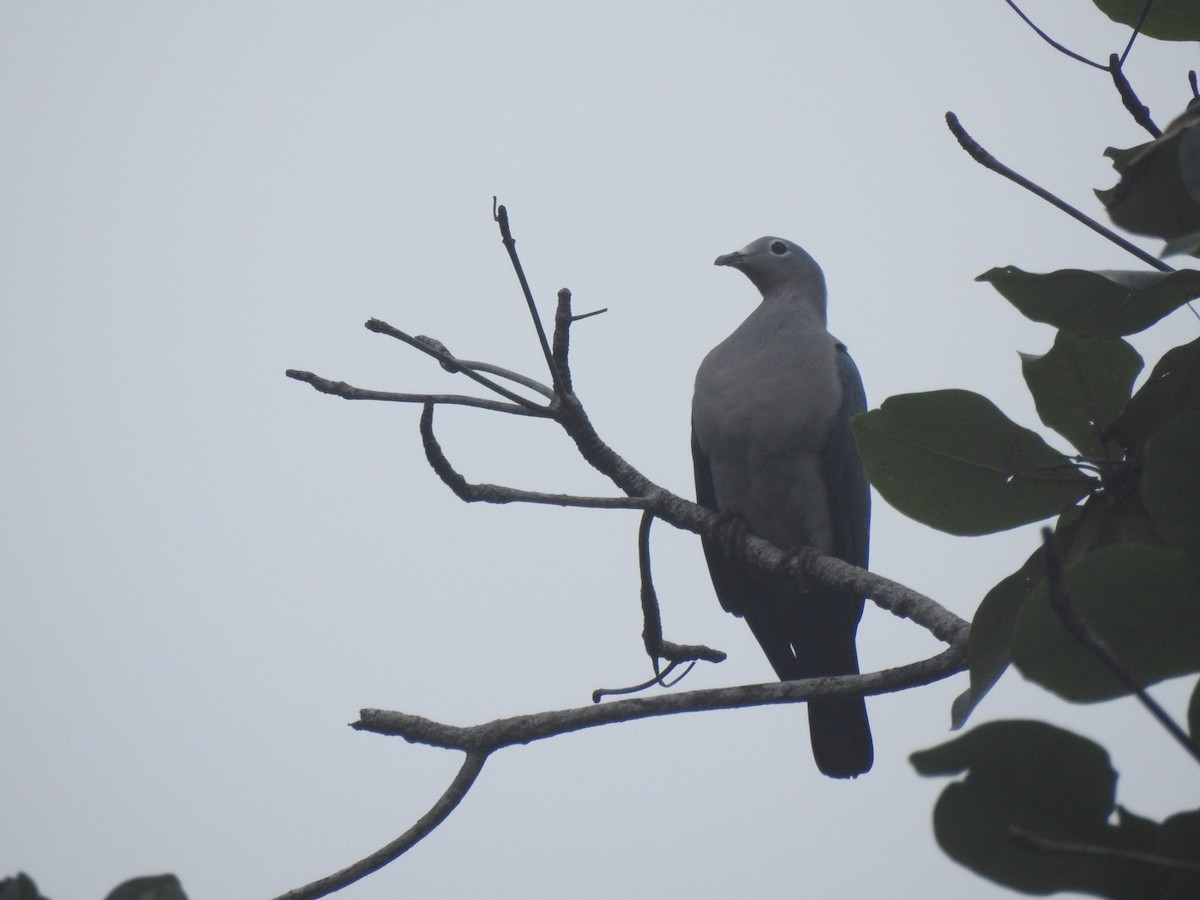 Island Imperial-Pigeon - ML166362281