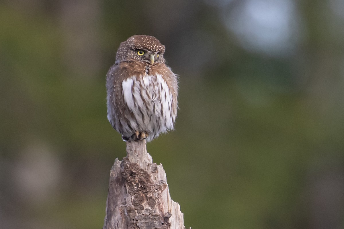 Northern Pygmy-Owl - ML166362461