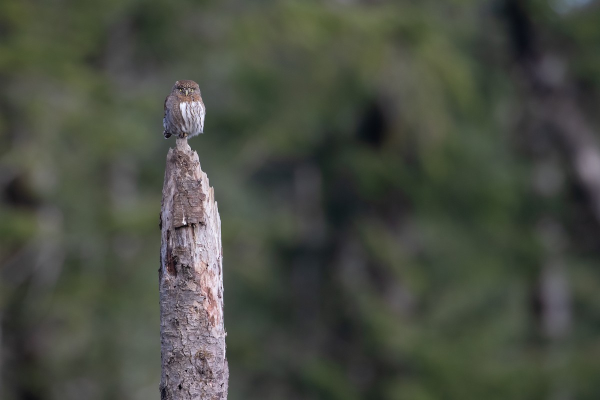 Northern Pygmy-Owl - Audrey Addison
