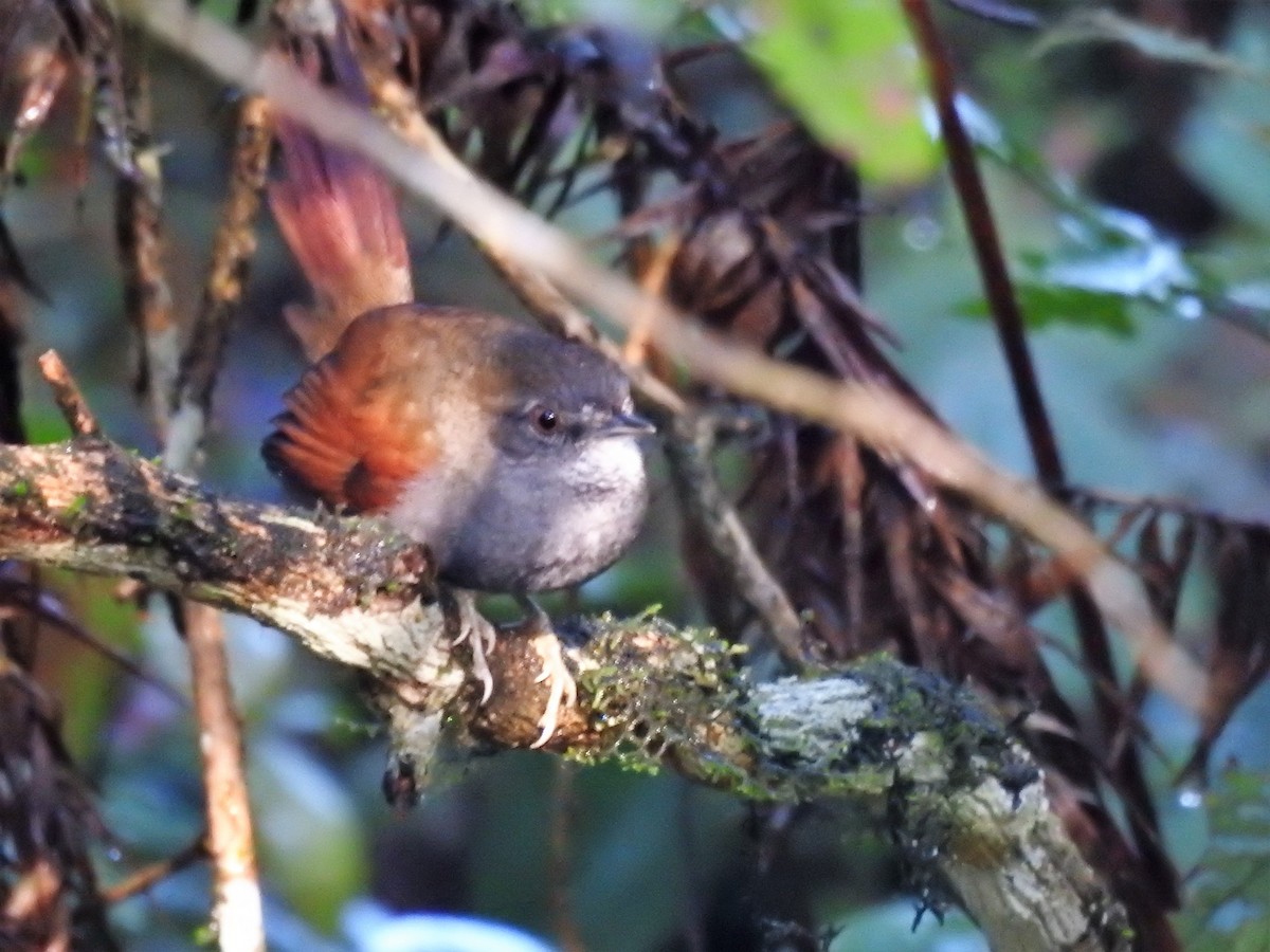 Gray-bellied Spinetail - ML166363241
