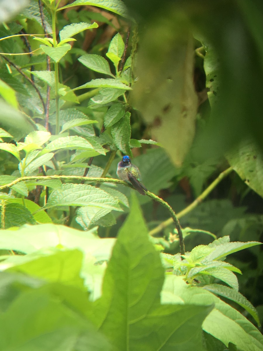 Violet-headed Hummingbird - Will Schenck