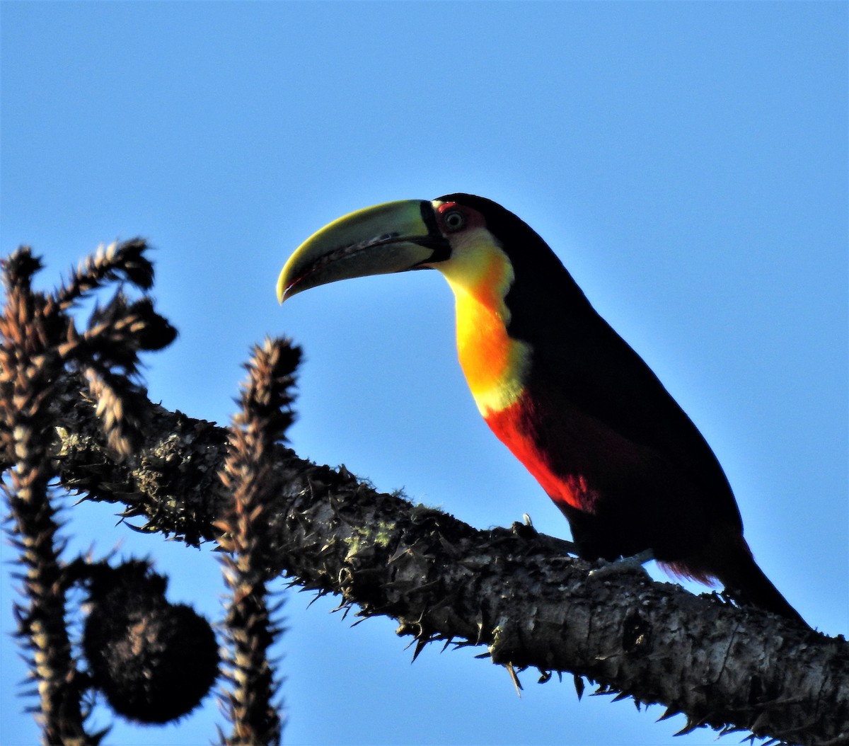 Red-breasted Toucan - ML166363661