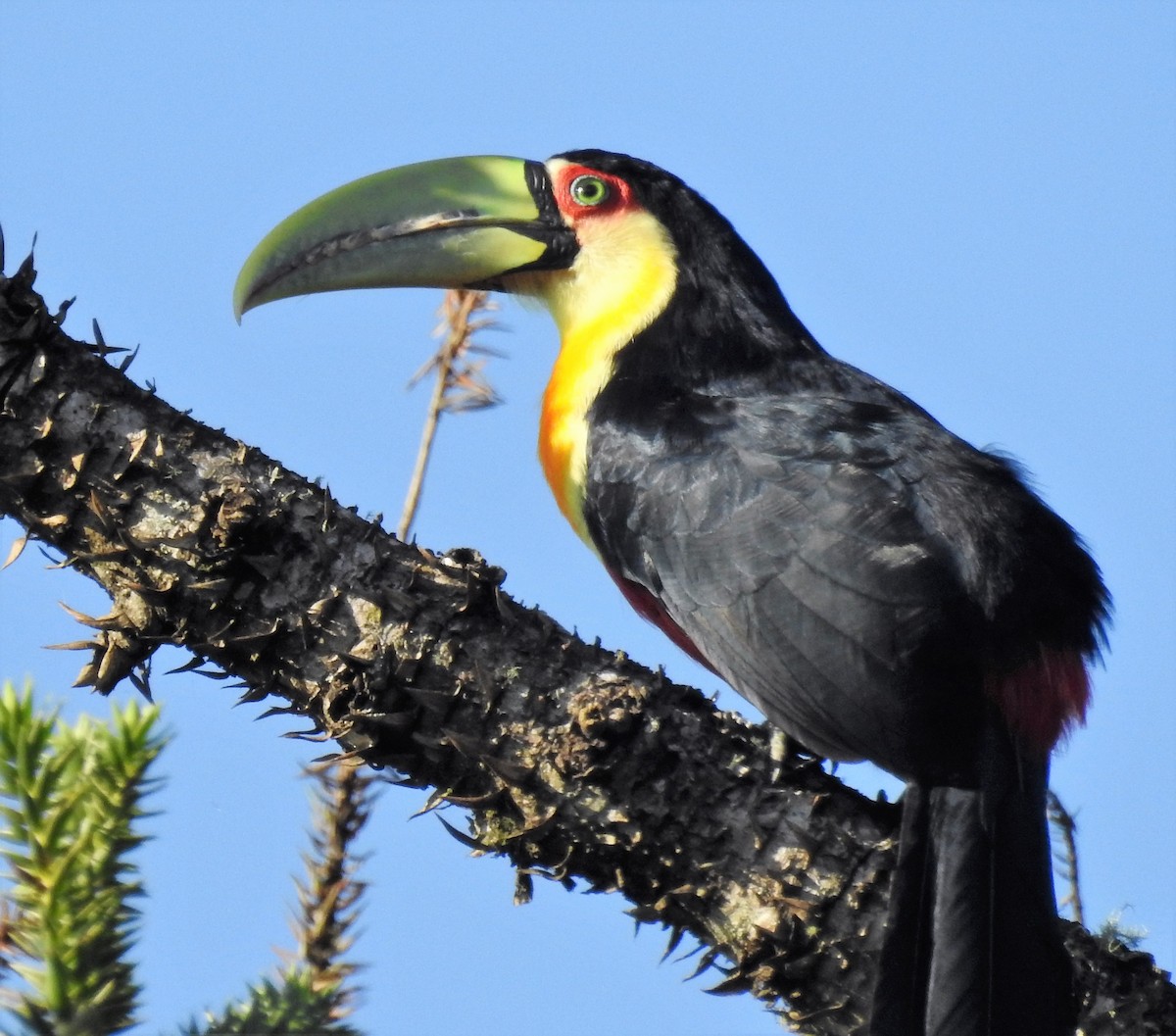 Red-breasted Toucan - ML166363681