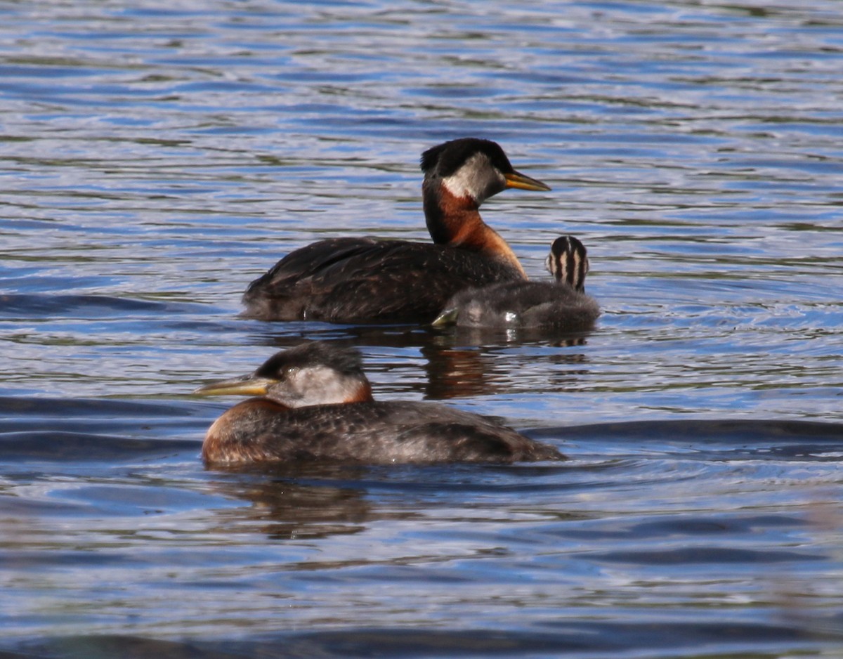 Red-necked Grebe - ML166364481