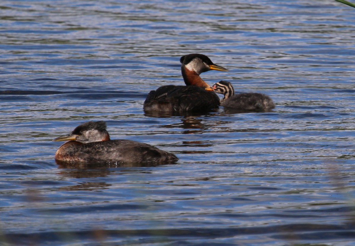 Red-necked Grebe - ML166364491