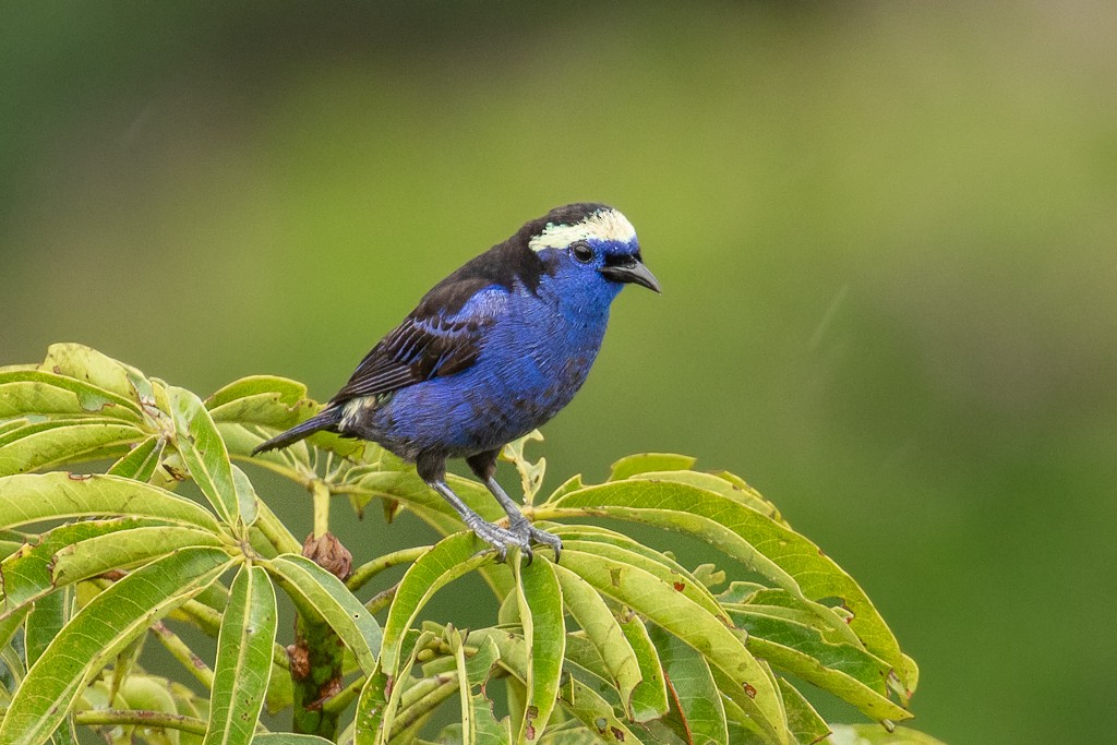 Opal-crowned Tanager - ML166366361