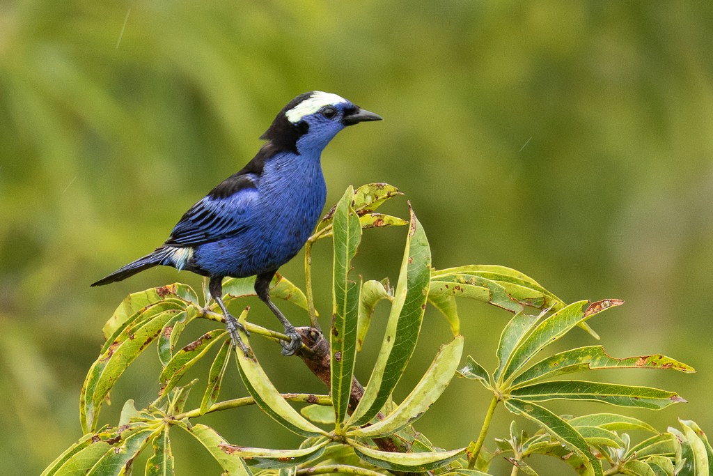 Opal-crowned Tanager - ML166366371
