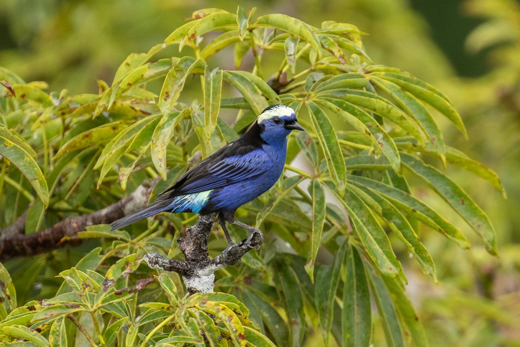 Opal-crowned Tanager - ML166366381