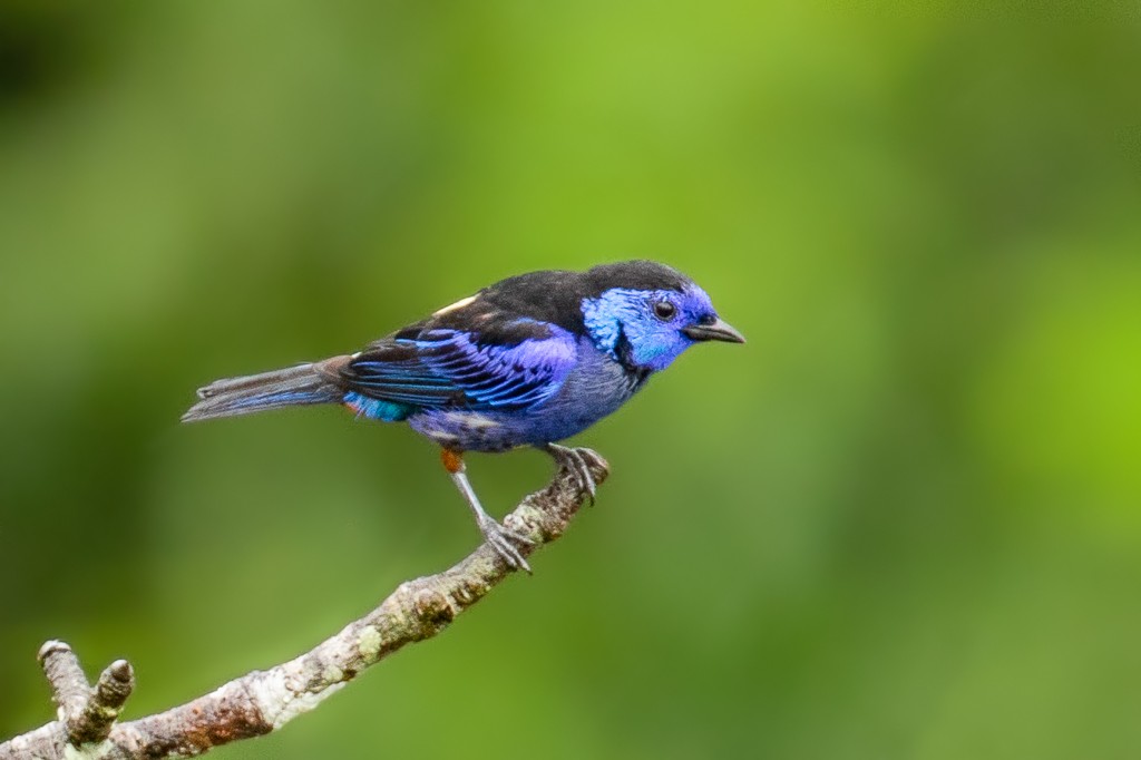 Opal-rumped Tanager - ML166366391