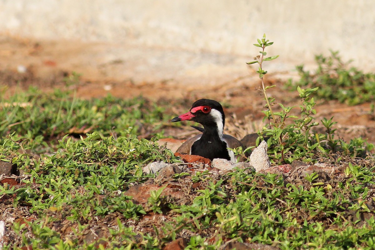 Red-wattled Lapwing - Aravind AM