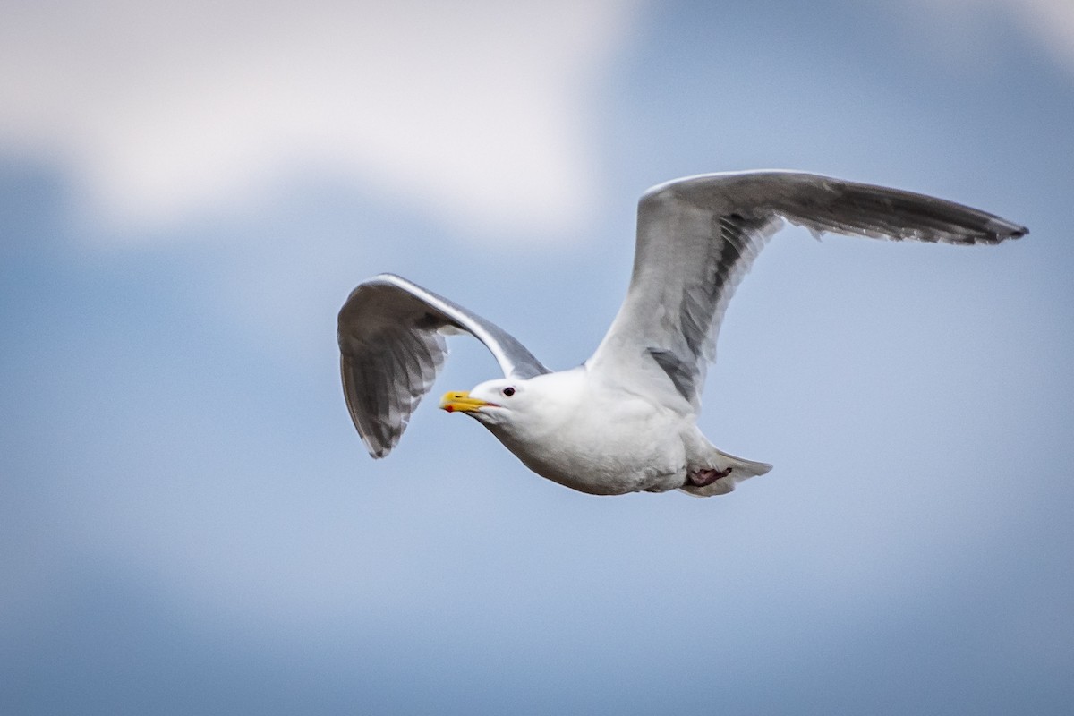 Glaucous-winged Gull - James Hoagland