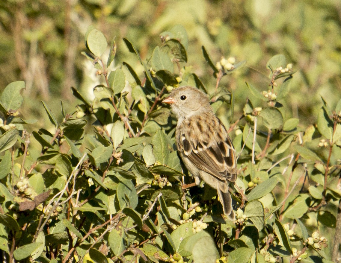 Field Sparrow - ML166367551