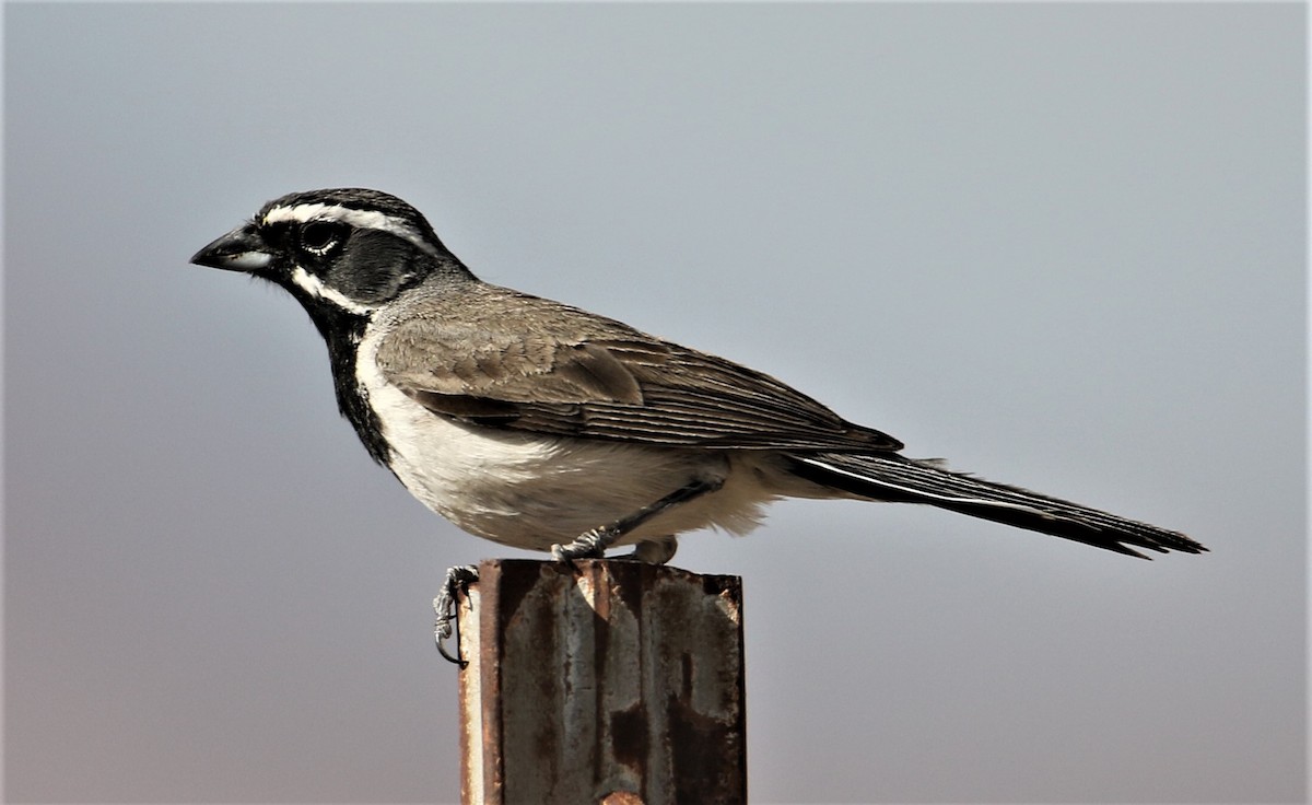 Black-throated Sparrow - Jim Stasz